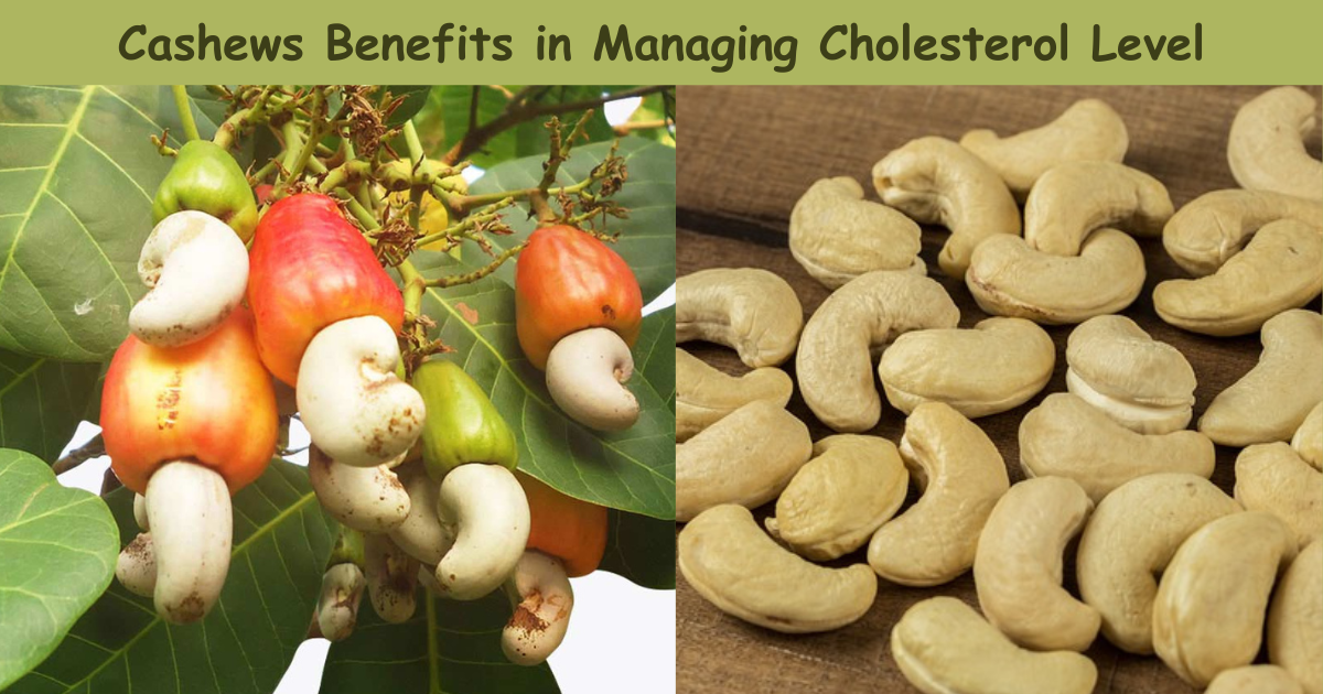 Cashews and Cholesterol: What the Science Says